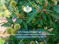 2 Chinese Chestnut Trees Live Bare Root Nut Trees Castanea mollissima, Edible, Hardy, Fast Growing Seedlings