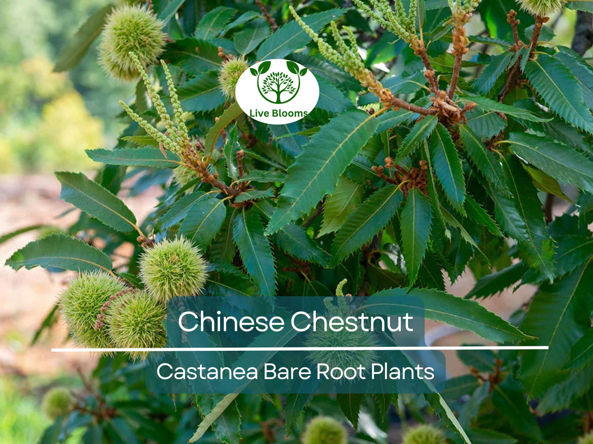 2 Chinese Chestnut Trees Live Bare Root Nut Trees Castanea mollissima, Edible, Hardy, Fast Growing Seedlings