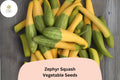 25+ Zephyr Squash Seeds for Planting | Unique Yellow Green Summer Squash | Heirloom Vegetable Garden Seeds