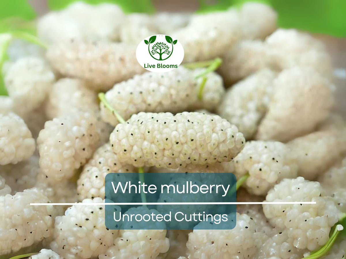 10pcs White Mulberry (Morus alba) Unrooted Cuttings 6-8" for Edible Fruit Tree, Garden & Orchard Propagation