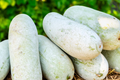 Wax Gourd Seeds 20 Pack – Fuzzy Winter Melon Benincasa hispida, Oblong Shape, Long Storage, Heirloom, USA Seller