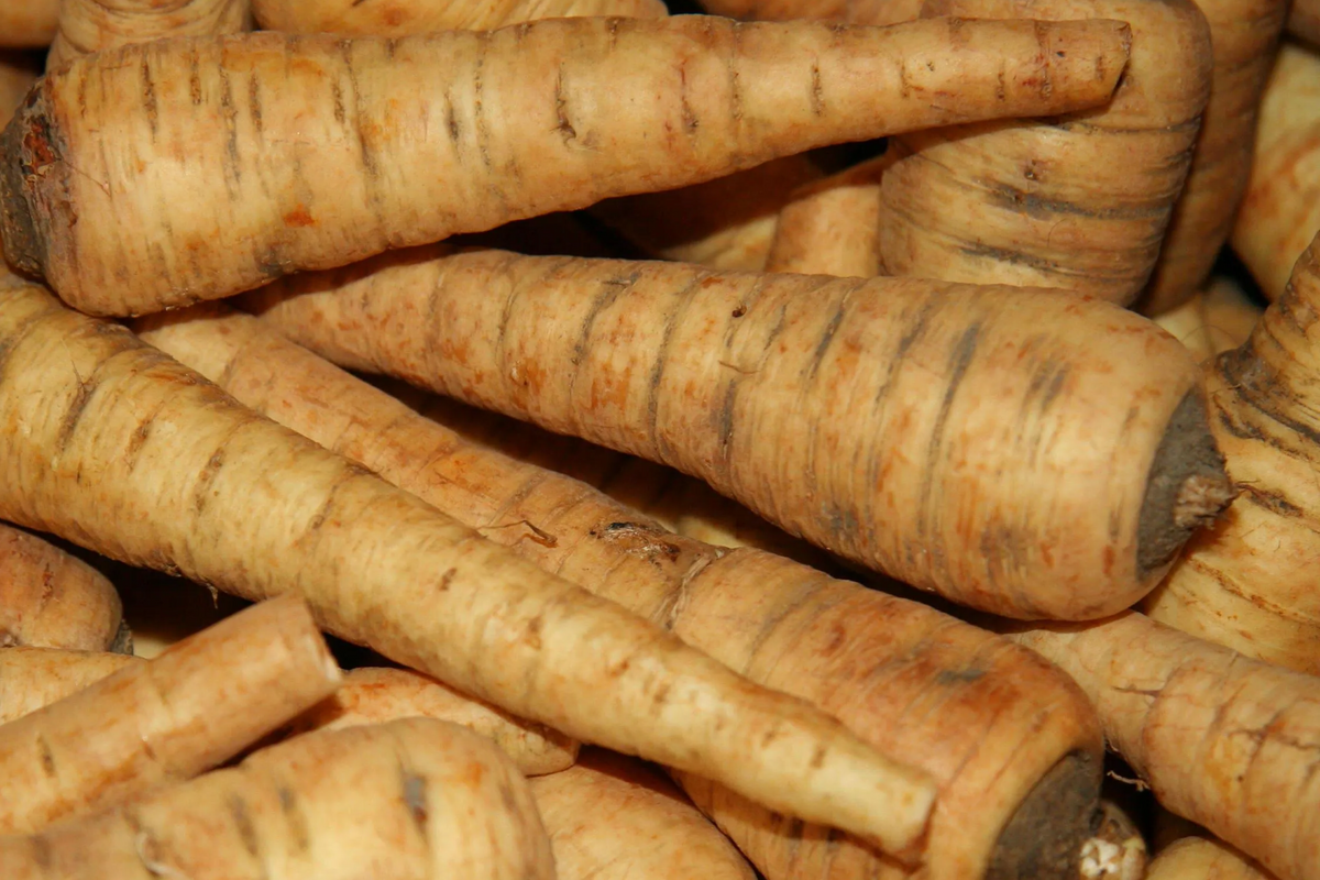 All American Parsnip Seeds - Heirloom Non-GMO, Sweet Nutty Flavor, 10-12" Roots, Cold-Hardy, Winter Harvest, USA Seller