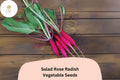 Salad Rose Radish Seeds – Pink Cylindrical Roots, Non-GMO, Raphanus sativus, Cool-Season Vegetable, Fast-Growing, 500+ Seeds