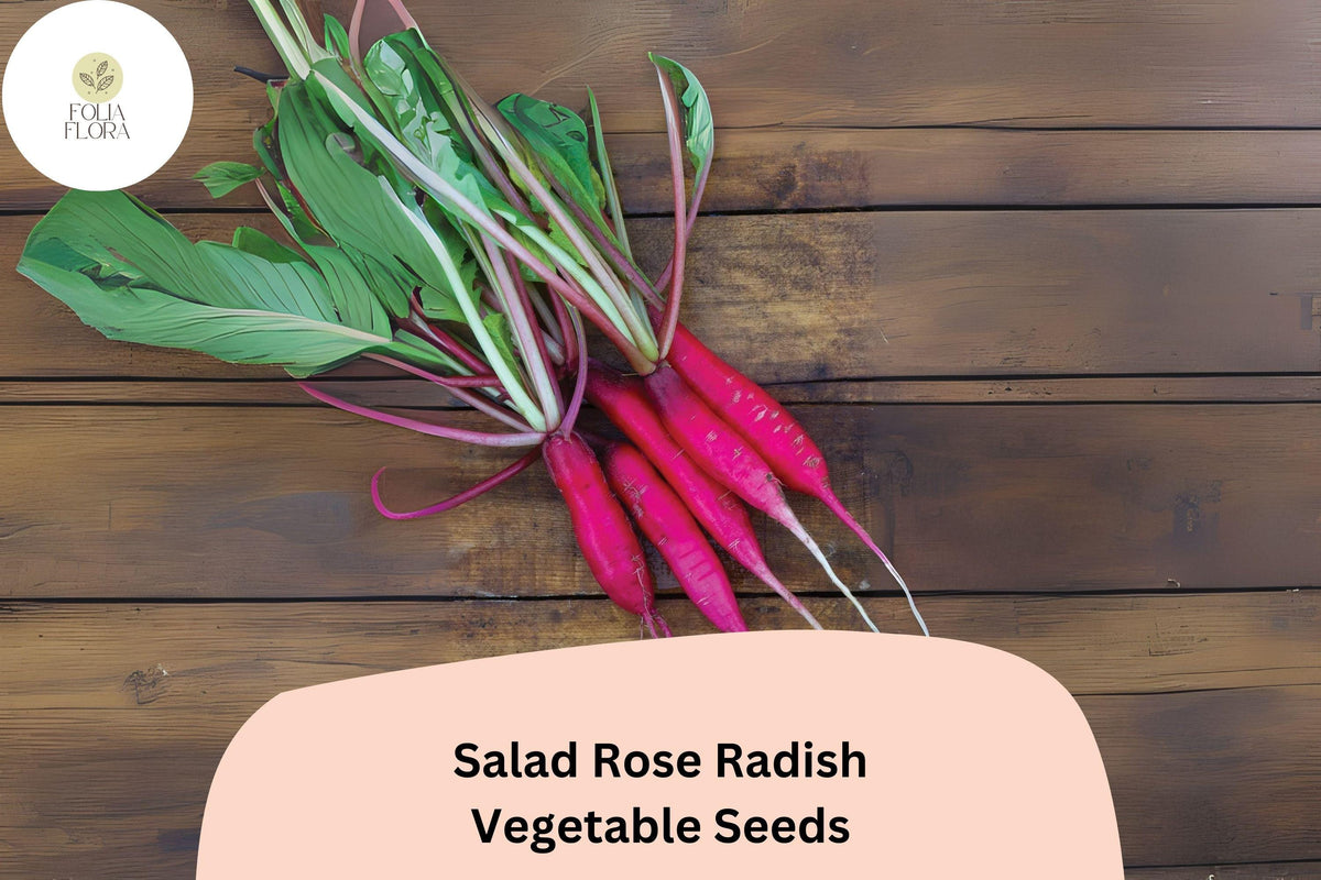 Salad Rose Radish Seeds – Pink Cylindrical Roots, Non-GMO, Raphanus sativus, Cool-Season Vegetable, Fast-Growing, 500+ Seeds