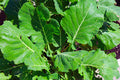 Morris Heading Collards Green Seeds – Non-GMO Brassica oleracea Vegetable Garden Seeds, Pack of 100
