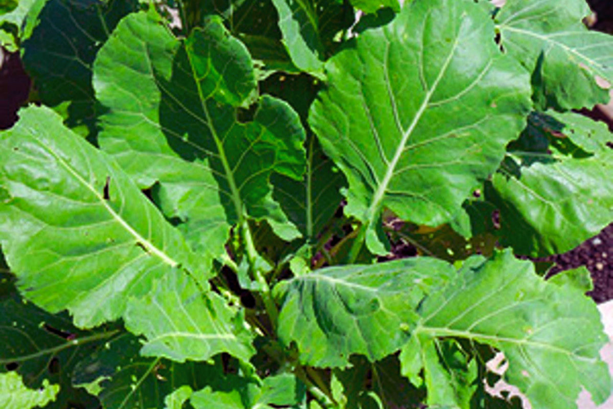 Morris Heading Collards Green Seeds – Non-GMO Brassica oleracea Vegetable Garden Seeds, Pack of 100