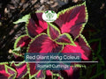 Red Giant Kong Coleus Rooted Cuttings - Vibrant Foliage, Coleus x hybridus, Indoor & Outdoor Plant, Live 5-7"