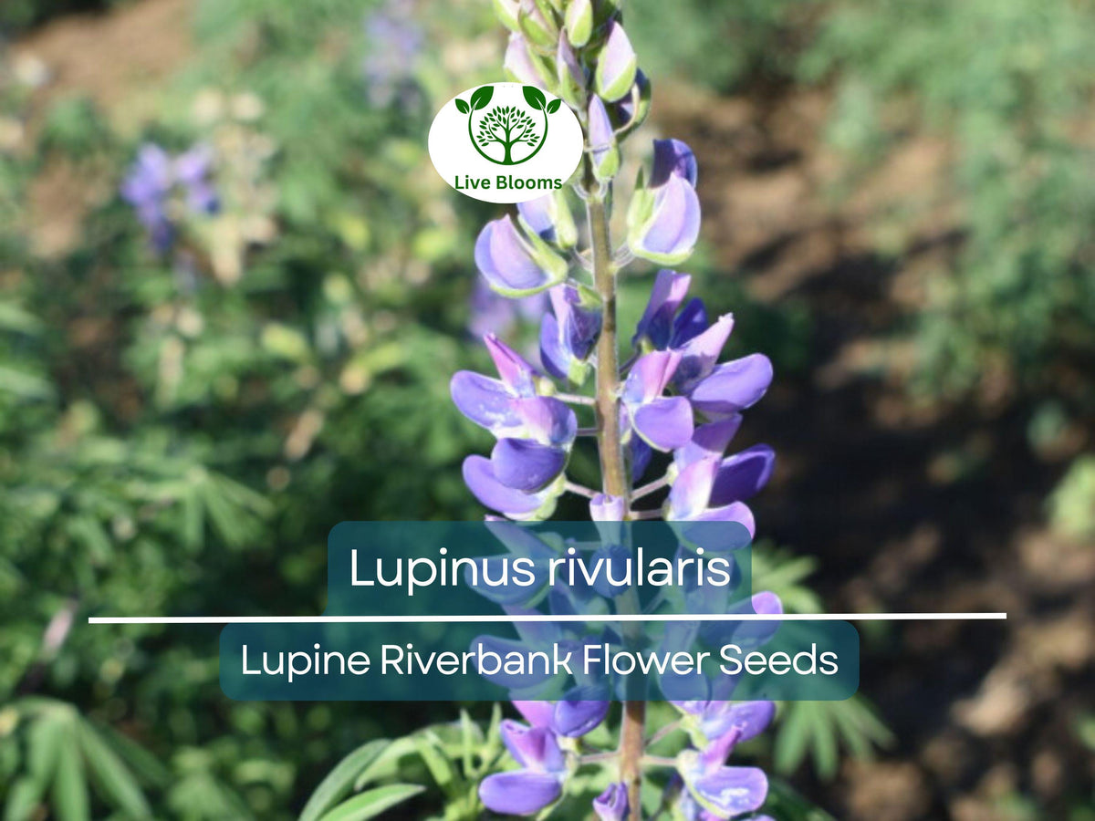 15 Seeds Lupine Riverbank Perennial Flower Blue Blooms Pollinator-Friendly Lupinus rivularis