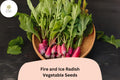 Fire and Ice Radish Seeds | Bicolor Red & White Roots for Garden Planting | Raphanus sativus