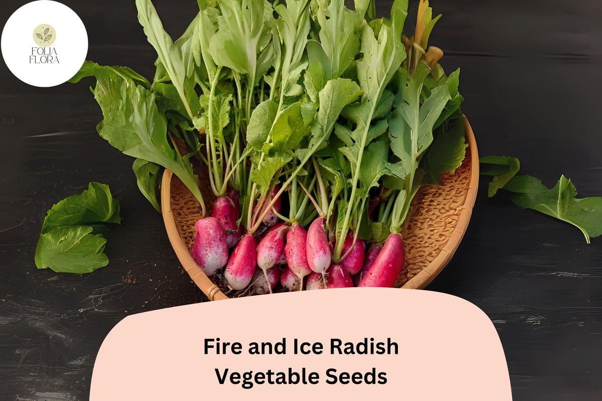 Fire and Ice Radish Seeds | Bicolor Red & White Roots for Garden Planting | Raphanus sativus
