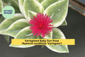 Variegated Baby Sun Rose Succulent Plant 6-Inch, Pink Blooms, Aptenia cordifolia ‘Variegata’ Groundcover for Pots & Gardens