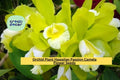 Orchid Plant Hawaiian Passion Camela – Live Seedling, Bare Root Starter Orchid, Tropical Flowering Plant for Home or Garden Collection