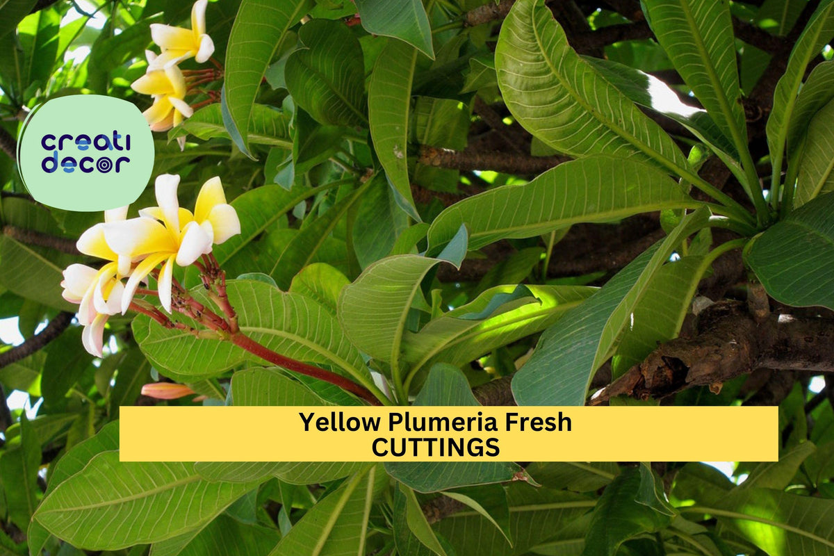 Yellow Plumeria Cutting – 10" Unrooted Stem with Double Head, Plumeria rubra Tropical Flower for Pots & Gardens