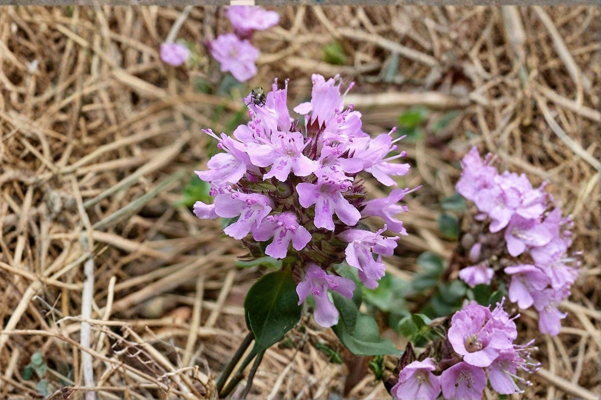 Wild Thyme Seeds – Thymus pulegioides – Perennial Groundcover Herb – Fragrant Broad Leaf Thyme for Gardens