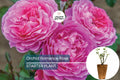 Orchid Romance Rose – 1.5 Gal Floribunda Rose Plant with Fragrant Pink-Lavender Blooms, Reblooming, Disease-Resistant, Zones 5-10
