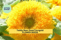 Teddy Bear Dwarf Sunflower Seeds 3 Pack – Helianthus annuus Bright Golden Double Fluffy Blooms for Gardens & Containers