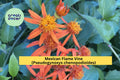 Mexican Flame Vine Unrooted Cuttings – Bright Orange Tropical Climber – Pseudogynoxys chenopodioides, 10 Pack
