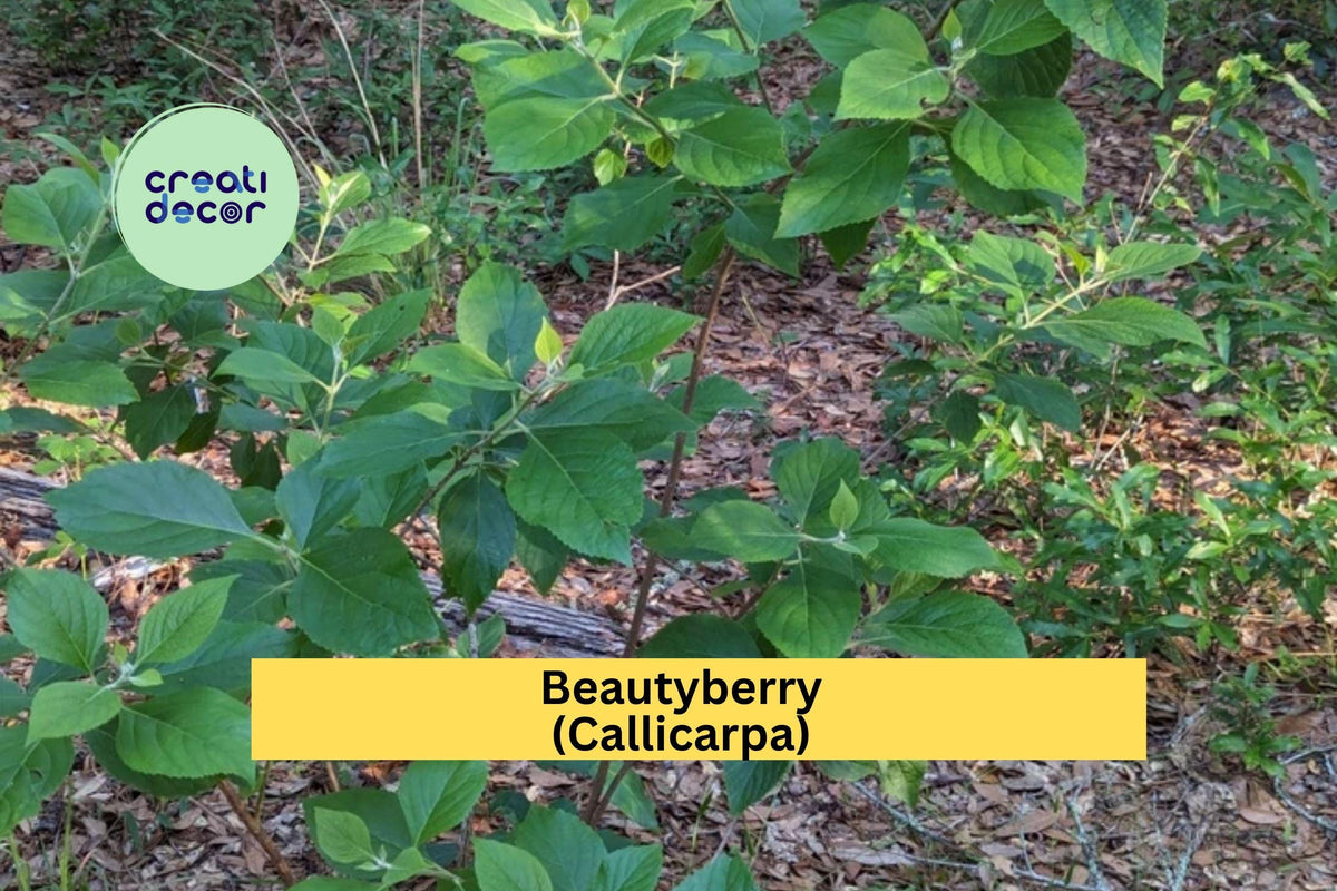 Beautyberry Bush Cuttings – 4 Unrooted Callicarpa Americana Live Plant Propagation Stems