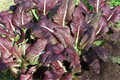 Red Giant Mustard Seeds – Heirloom, Non-GMO, Spicy Greens, Brassica juncea, Microgreens & Full-Grown, Easy to Grow, USA Seller