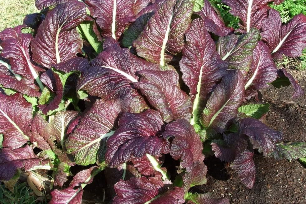 Red Giant Mustard Seeds – Heirloom, Non-GMO, Spicy Greens, Brassica juncea, Microgreens & Full-Grown, Easy to Grow, USA Seller