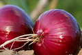 Red Creole Onion Seeds - Heirloom, Non-GMO, Short-Day, Spicy Flavor, for Salsas & Cajun Cooking, Easy to Grow, Allium cepa