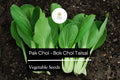 500mg Pak Choi Bok Choi Taisai Seeds Brassica rapa for Planting | Heirloom Asian Greens for Stir-Fries, Salads, and Soups