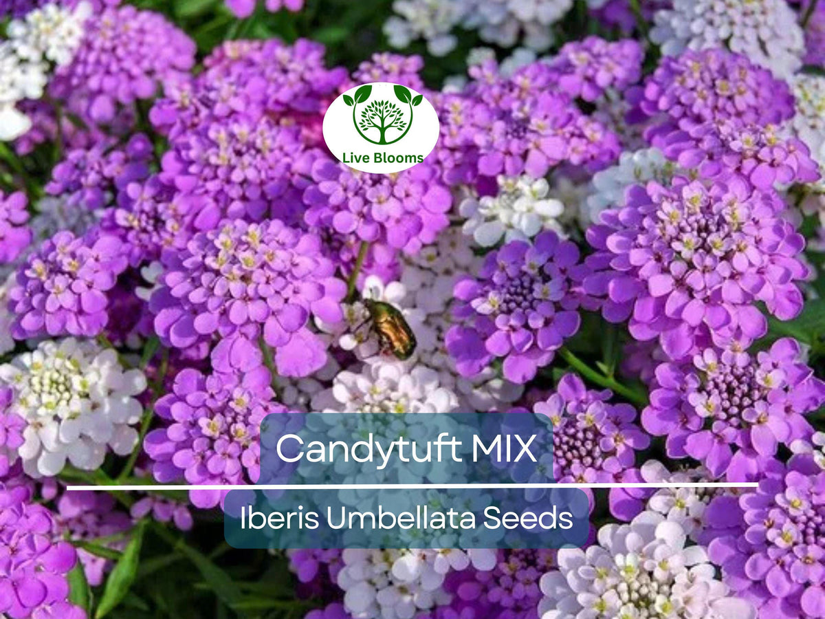 1000 Candytuft Seeds Mixed Colors Ground Cover Pollinator-Friendly Fragrant Iberis Umbellata Non-GMO