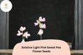Solstice Light Pink Sweet Pea Seeds | Climbing Vine, Lathyrus odoratus, Garden Flower, Full Sun, Cut-Flower Plant