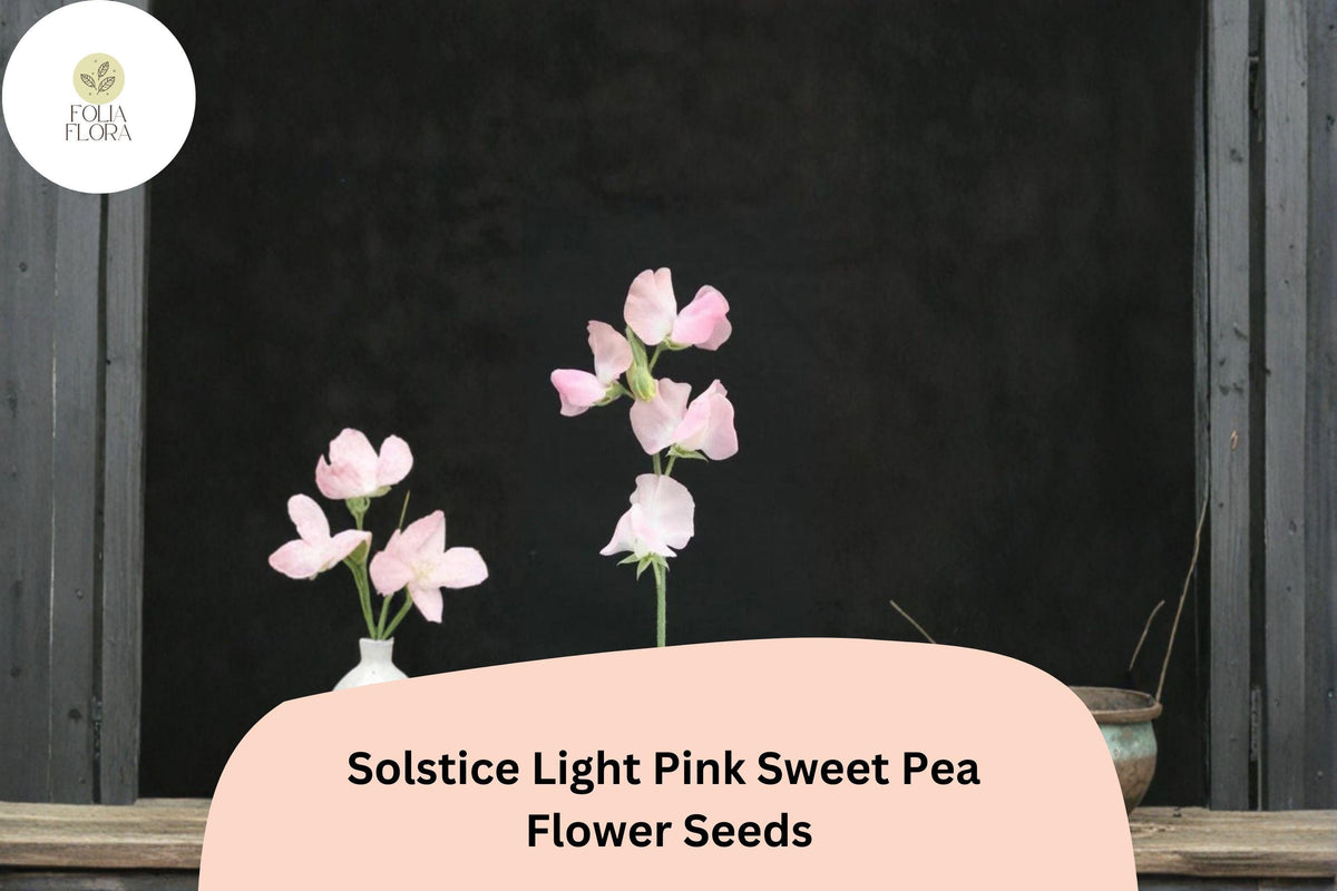 Solstice Light Pink Sweet Pea Seeds | Climbing Vine, Lathyrus odoratus, Garden Flower, Full Sun, Cut-Flower Plant