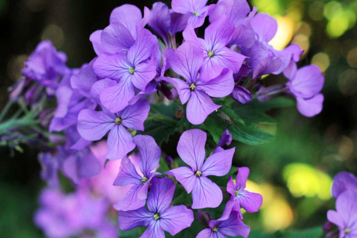 75 Lunaria Annua Seeds - Honesty Flower, Silver Dollar Plant, Easy to Grow Pollinator Garden Seeds
