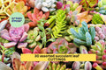 Assorted Succulent Leaves Pack | 30 Unrooted Live Cuttings for Propagation & DIY Projects | Beginner-Friendly Succulent Leaves
