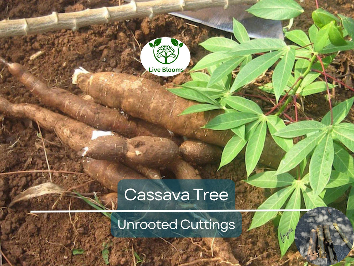 White Cassava Cuttings - Unrooted Manihot esculenta for Planting, Tapioca, Yuca, High-Quality Propagation, Root Crop, Tropical Gardening