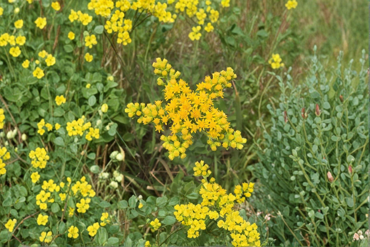 100 Stiff Goldenrod Seeds – Solidago rigida Native Prairie Wildflower Pollinator Plant