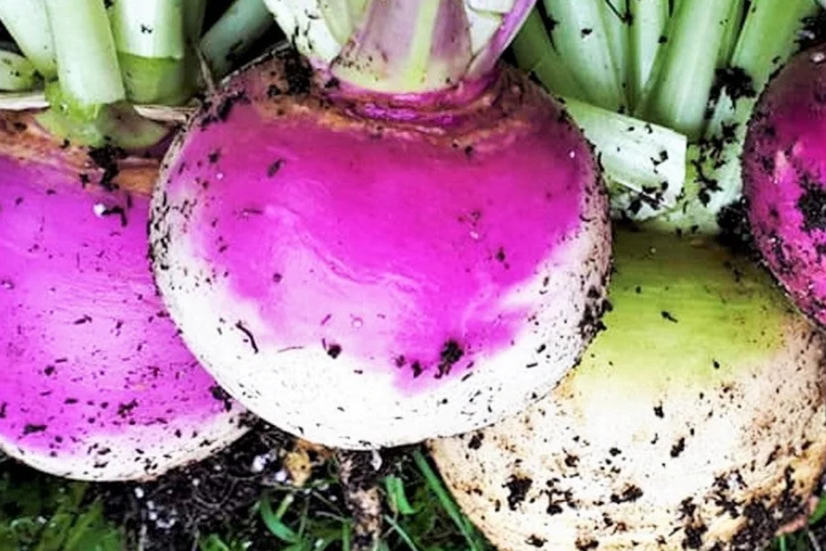 American Purple Top Rutabaga Seeds – Heirloom Non-GMO Cold-Hardy Root Vegetable, Brassica napus