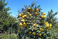 Honey Quince Fruit Tree Cuttings – Unrooted Cydonia oblonga Propagation Material