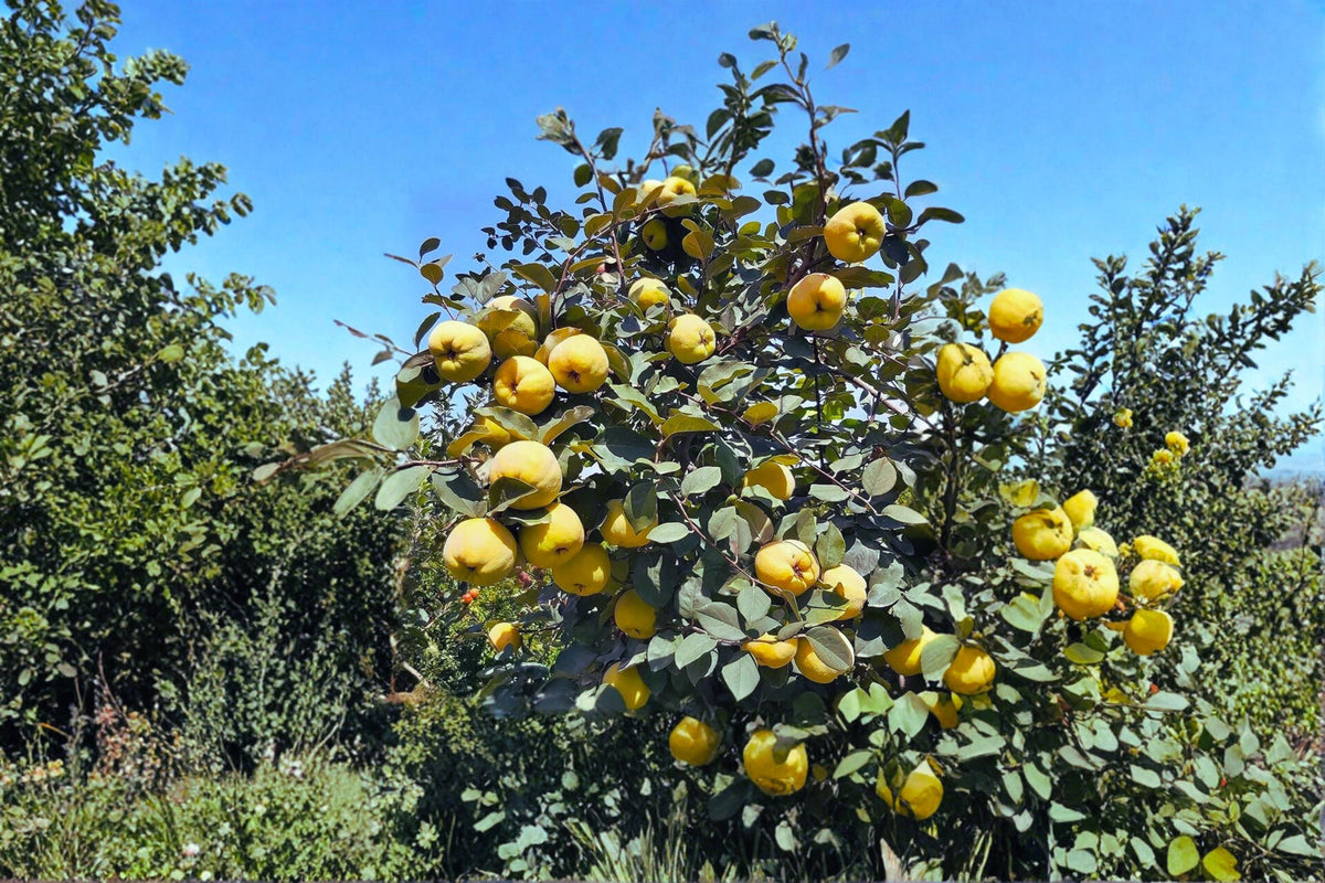 Honey Quince Fruit Tree Cuttings – Unrooted Cydonia oblonga Propagation Material