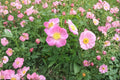 Pasture Rose Seeds Rosa carolina Native Wild Rose Pink Flower Shrub for Garden & Wildlife Habitats
