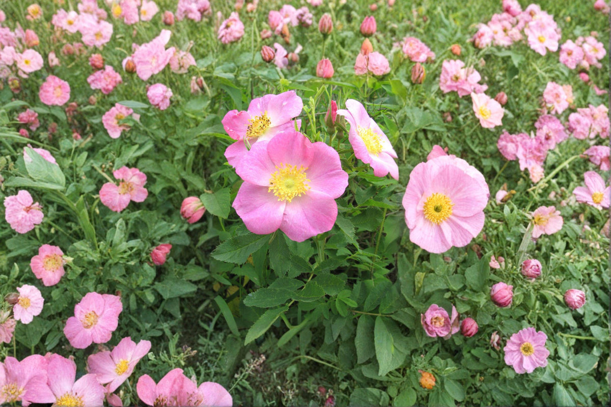 Pasture Rose Seeds Rosa carolina Native Wild Rose Pink Flower Shrub for Garden & Wildlife Habitats