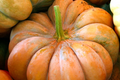 Fairytale Pumpkin Seeds - Heirloom Non-GMO, Large 15 lb Pumpkins, Deep Ribbing, Sweet Flavor, Garden Seeds, USA Seller