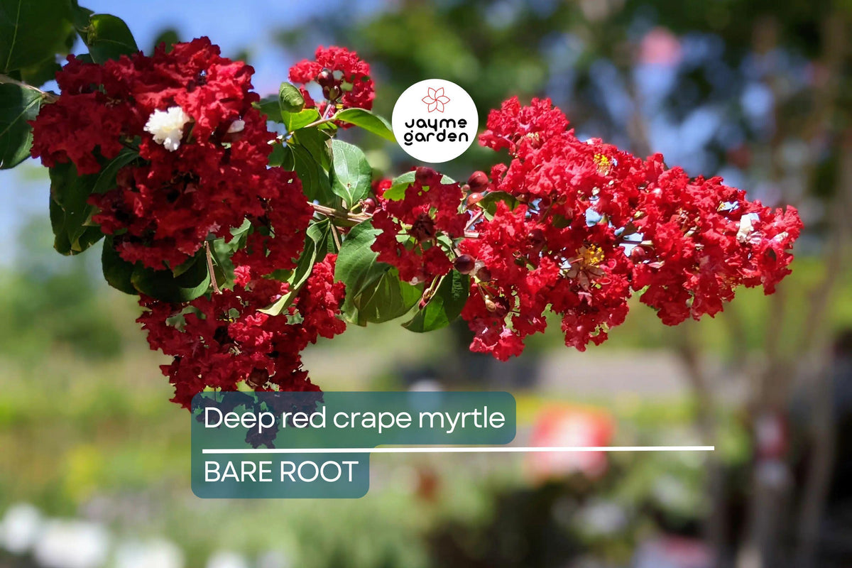 Deep Red Crape Myrtle 'Dynamite' 2-3 ft | Fast Growing Shrub or Small Tree | Vibrant Red Blooms | Lagerstroemia indica