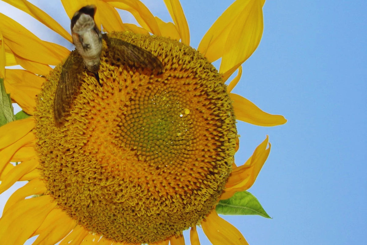 Black Oil Sunflower Seeds for Planting | Non-GMO, Attract Pollinators | Helianthus annuus, Bright Yellow Flowers, Easy to Grow