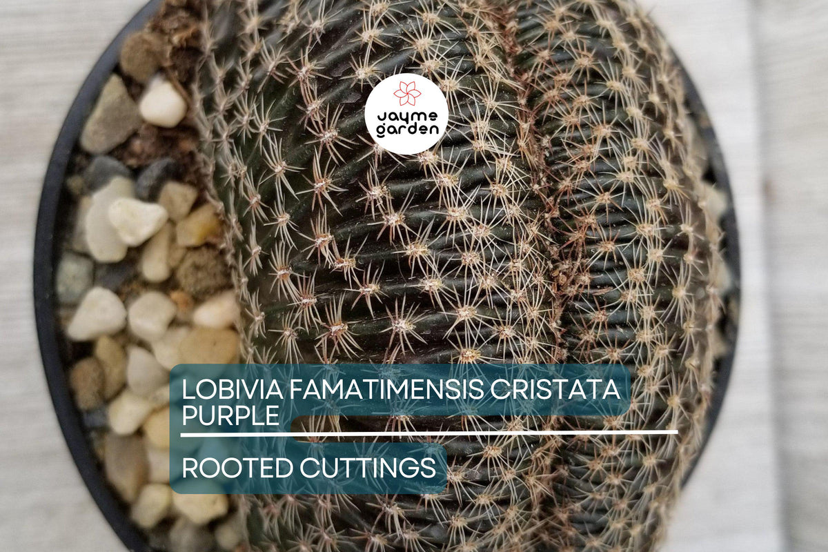 Grafted Lobivia Famatimensis Cristata Purple Cactus with Brain Coral Shape and Orange Blooms - Rare Collector's Succulent