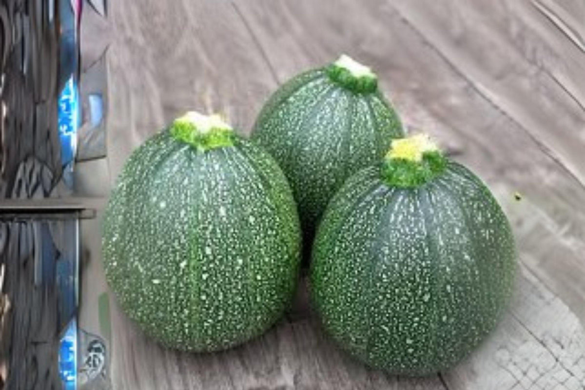 Summer Squash Round Zucchini Seeds, Heirloom Cucurbita pepo, Compact Bush Variety, Green Fruits, 1g Pack