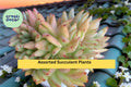 Rare Succulent Plants – Live Bare Root Mix, Assorted Varieties for Indoor & Outdoor Decor, Easy-Care Succulents, Drought-Tolerant, Gift