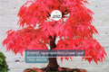 Dwarf Japanese Red Linear-Leaf Maple Seeds | Acer Scolopendrifolium | Bonsai & Patio Tree | Ornamental Deciduous Tree