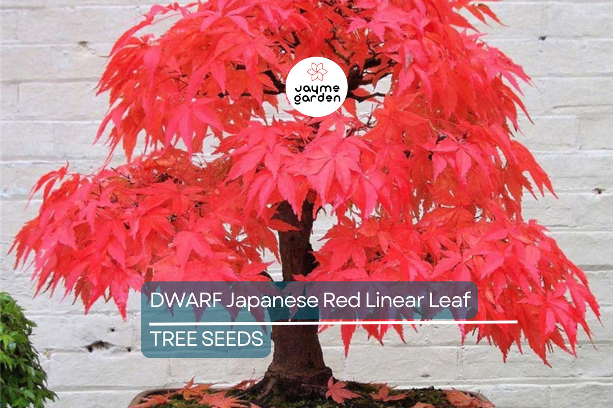 Dwarf Japanese Red Linear-Leaf Maple Seeds | Acer Scolopendrifolium | Bonsai & Patio Tree | Ornamental Deciduous Tree