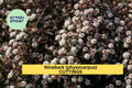 5 Summer Wine Ninebark Cuttings (8") – Deep Burgundy Foliage Shrub for Propagation, Landscape Hedge & Garden Borders – USA