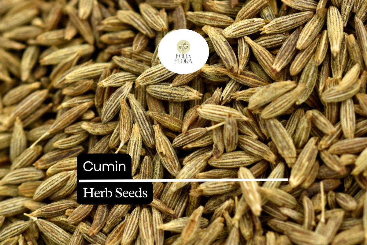 250 Cumin Seeds – Aromatic Culinary Herb for Cooking – Cuminum cyminum Spice for Soups, Stews, Curries, and More