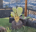 Opuntia basilaris Beavertail Cactus Pad – 1 Live Unrooted Propagation Cutting for Desert Gardens & Containers