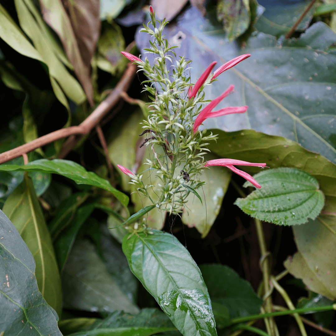 St. John's Bush Cuttings – 2 Rooted Justicia secunda Tropical Plant Starter for Garden or Indoor Use